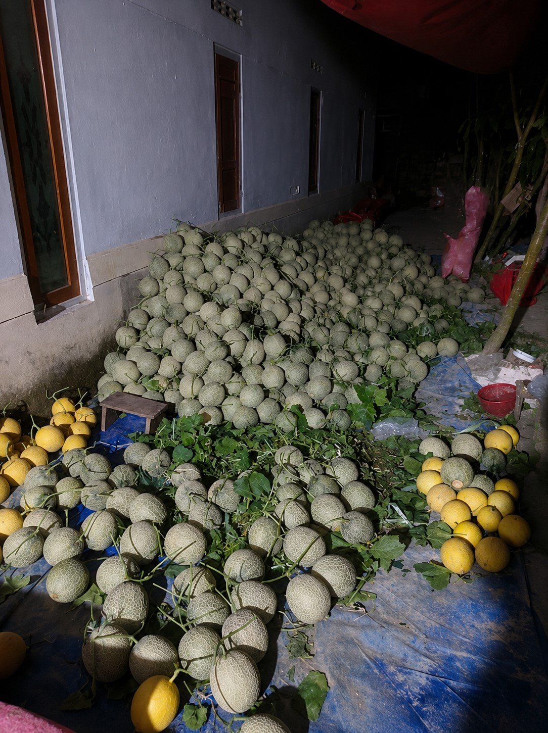 Panen melon Sakata Glamour greenhouse LadangWohIjo Blitar