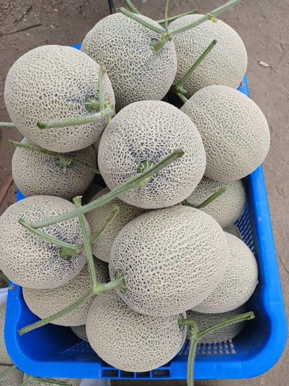 Panen melon premium Grade A greenhouse LadangWohIjo